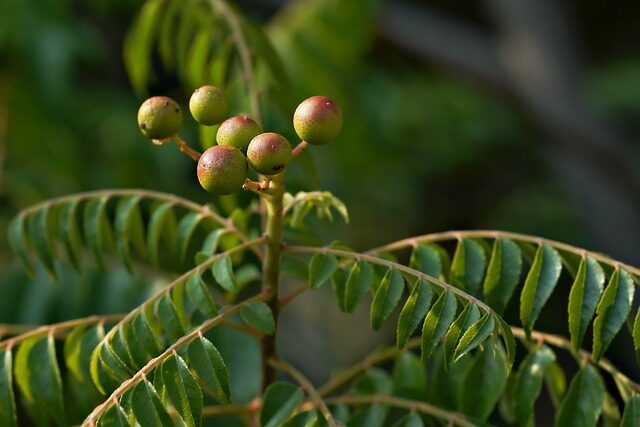 Chá herbal em uma xícara com ervas Chá herbal em uma xícara com ervas